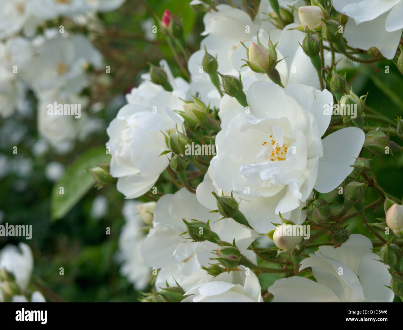 Multiflora Rose (Rosa multiflora 'plathyphylla') Stockfoto