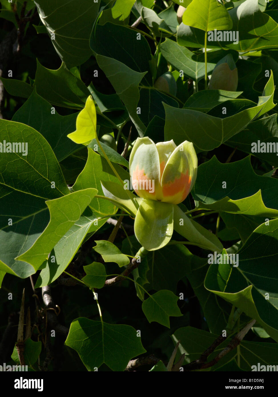 Amerikanische Tulpenbaum (Liriodendron tulipifera) Stockfoto