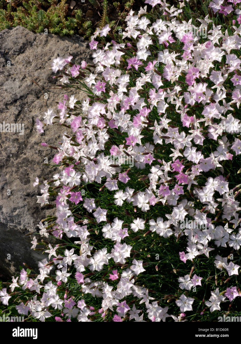 Gefiederte rosa (Dianthus plumarius) Stockfoto