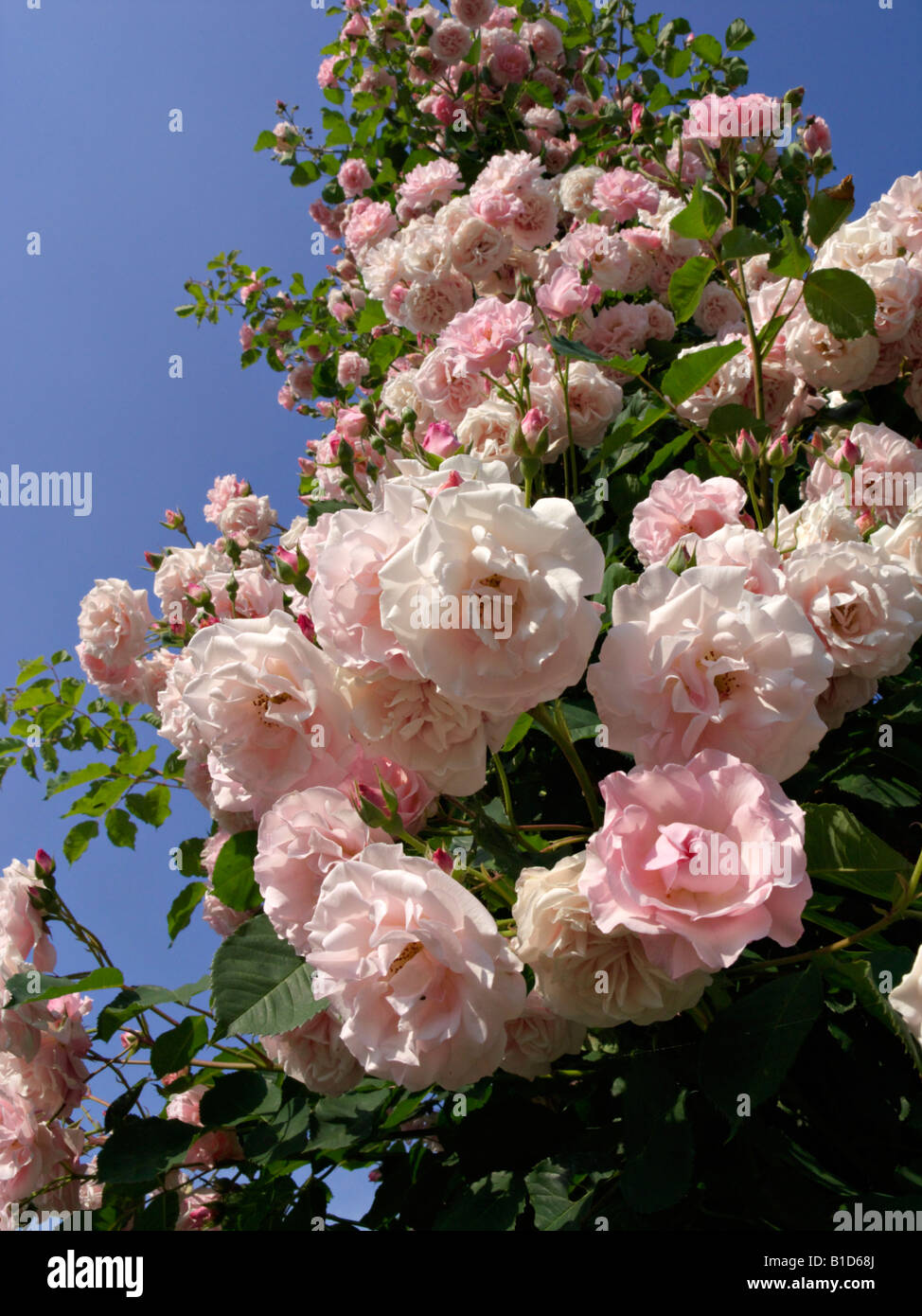 Rose (rosa wichuraiana Johanna röpke) Stockfoto
