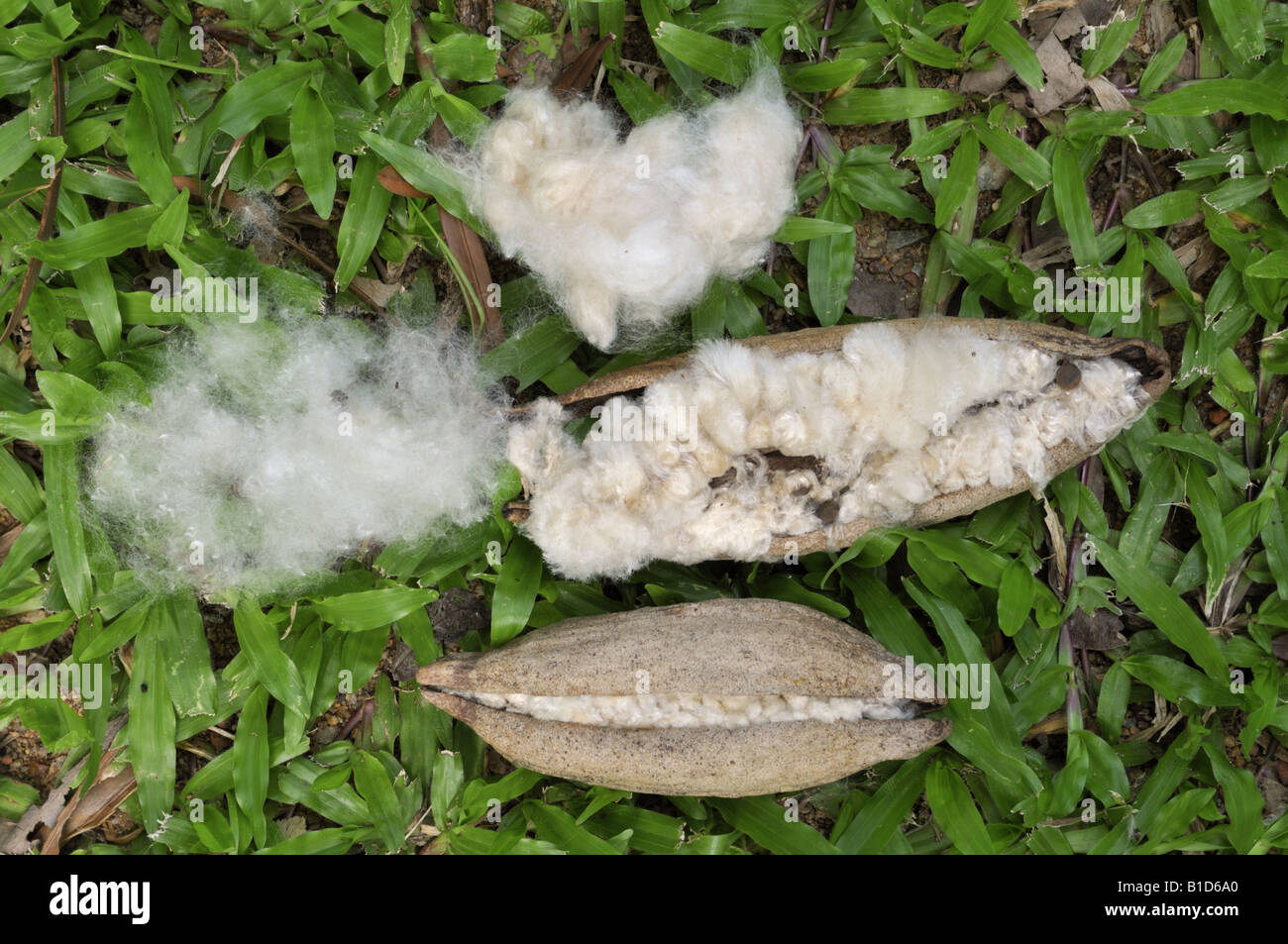 Samenkapsel und flauschige Faser Kapok Ceiba Pentandra Kapok Baumes Stockfoto