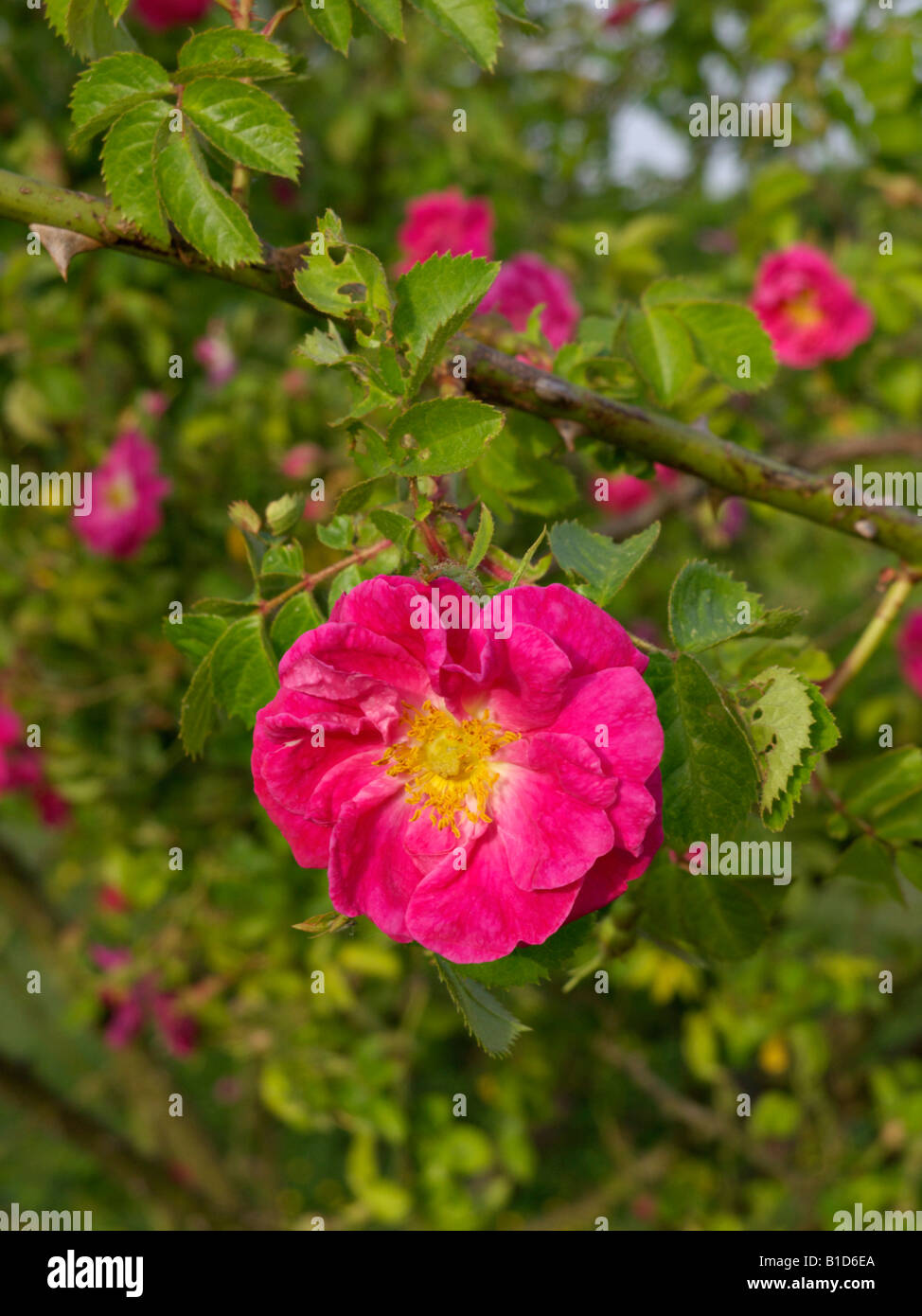 Sweet Briar (Rosa rubiginosa' Edith bellenden') Stockfoto