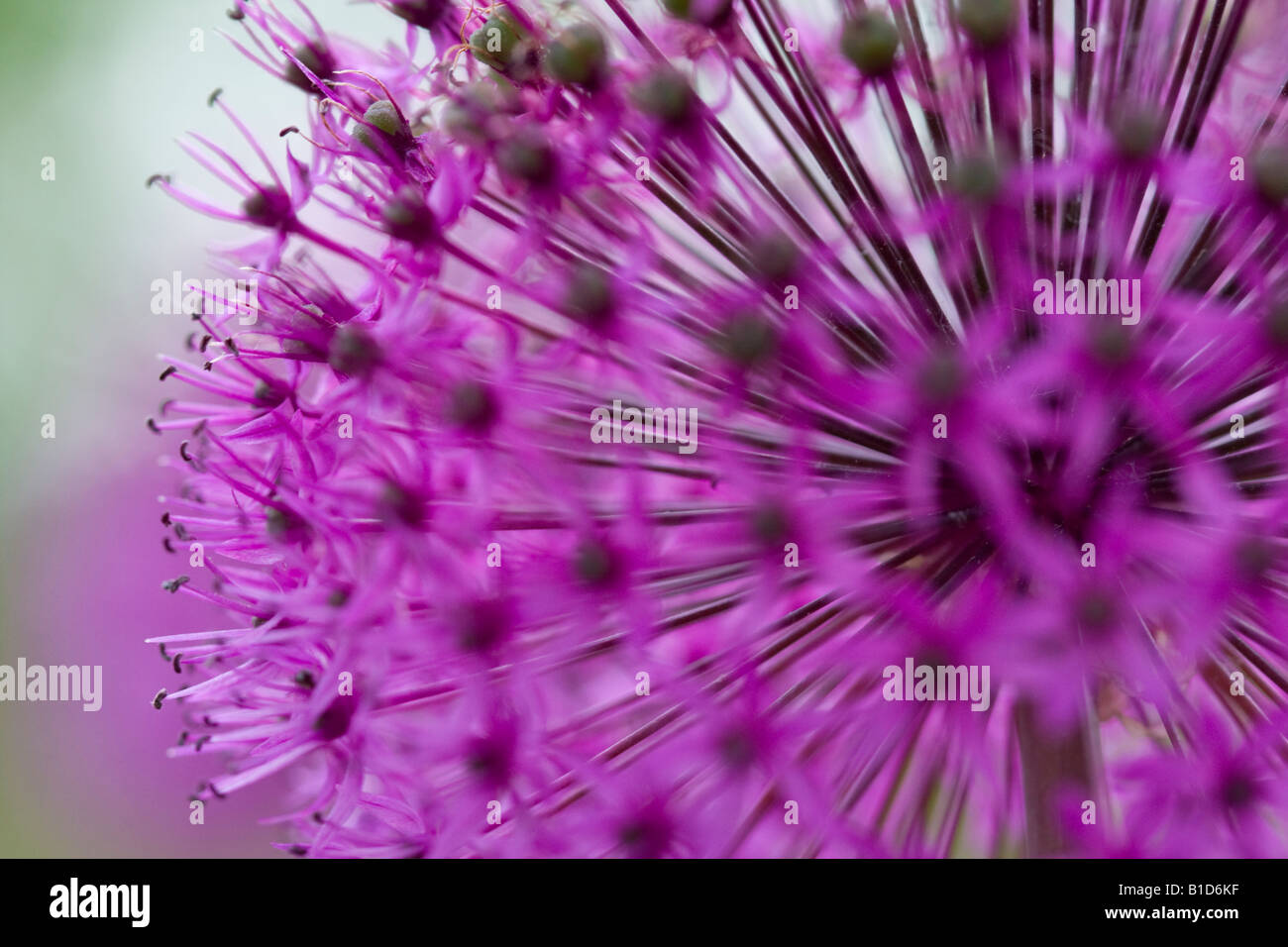 Allium Aflatunense 'Purple Sensation' Stockfoto