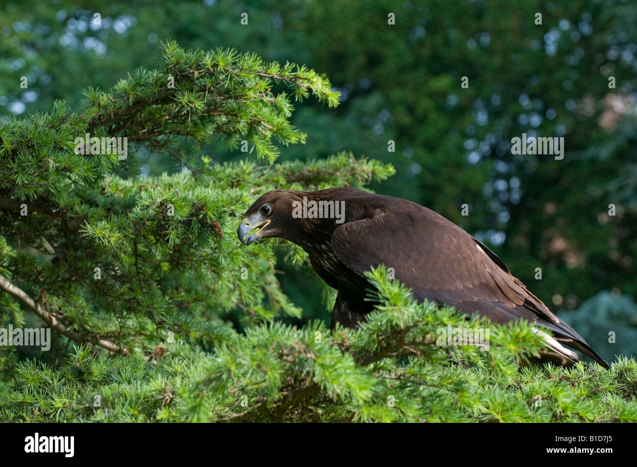 Steinadler: Aquila Chrysaetos. Falknerei Centre, Großbritannien Stockfoto