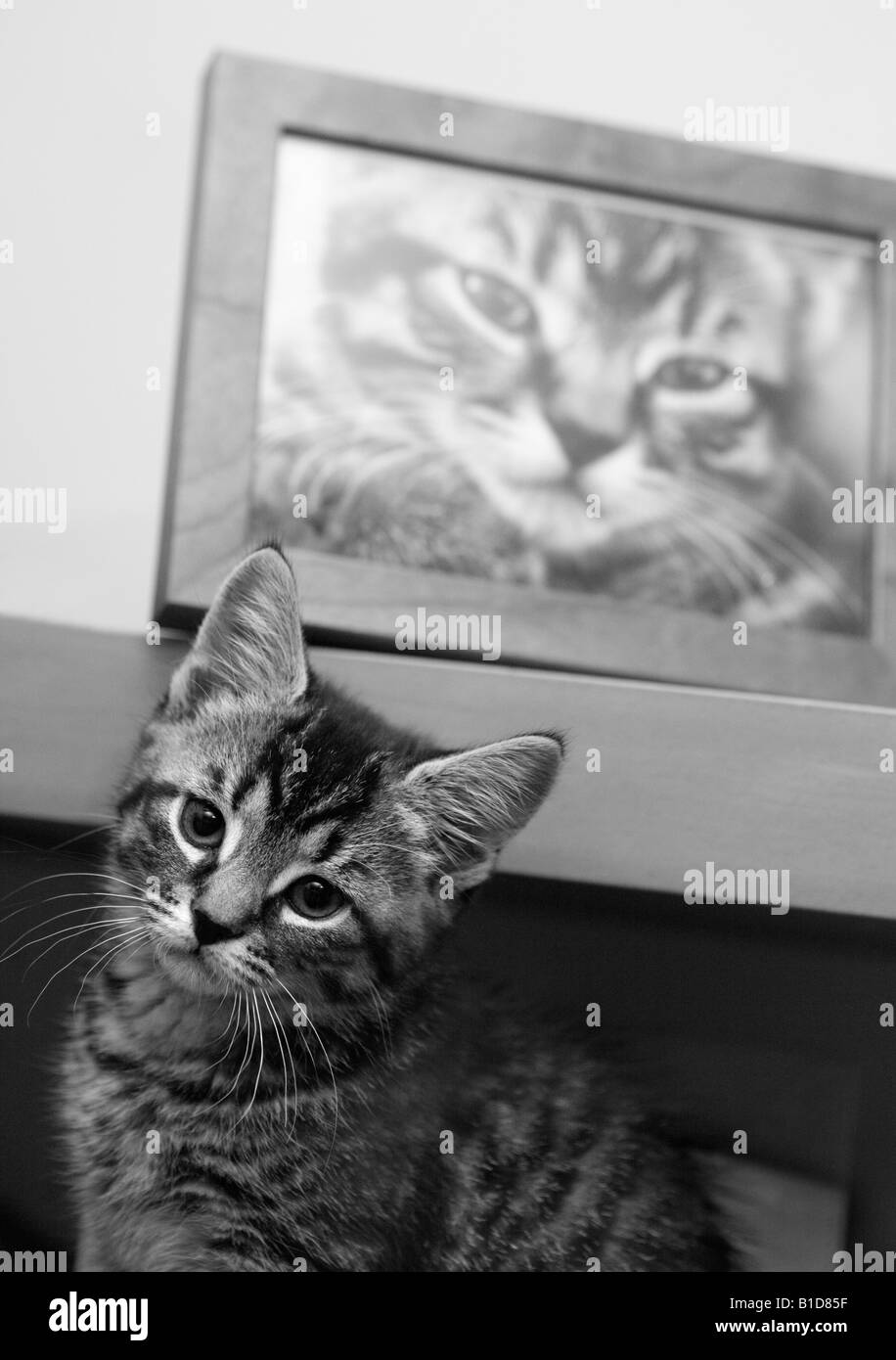 Kätzchen mit einem Foto von einer anderen Katze hinter ihr. Stockfoto