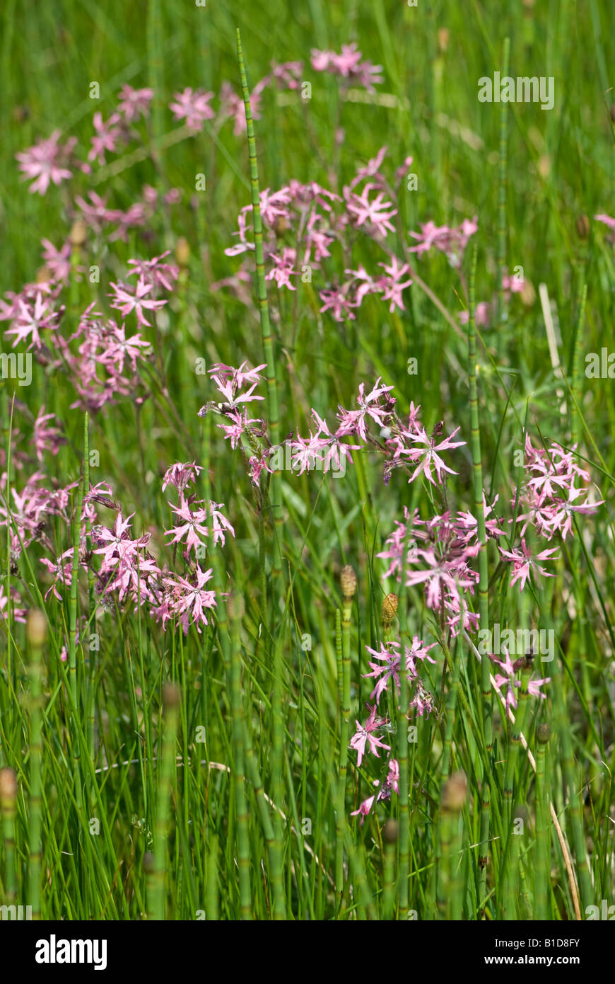 Ragged Robin: Lychnis Flos Cuculi.  Achill Island County Mayo Irland Stockfoto