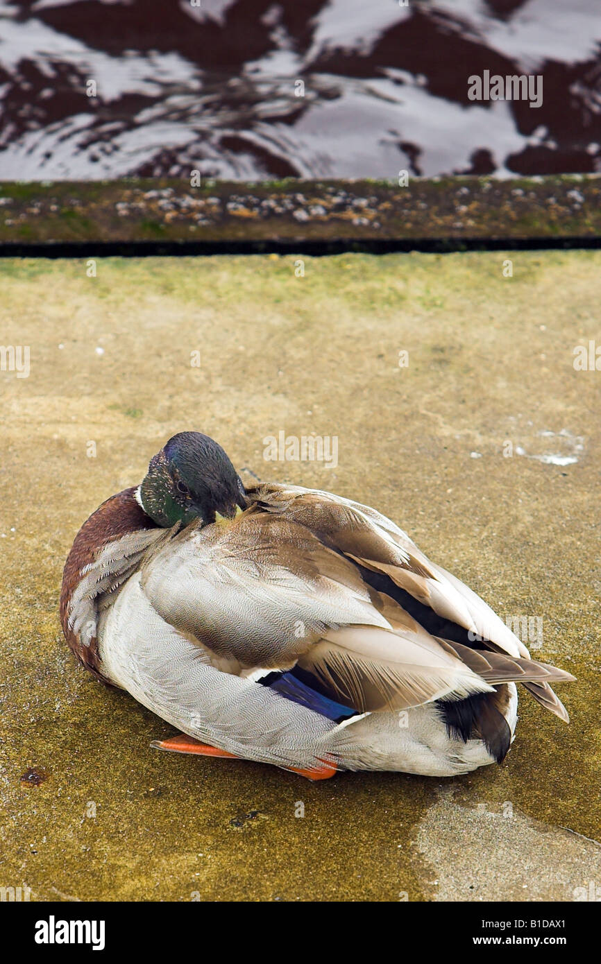 Eine ruhende Ente neben den Gewässerrand Stockfoto