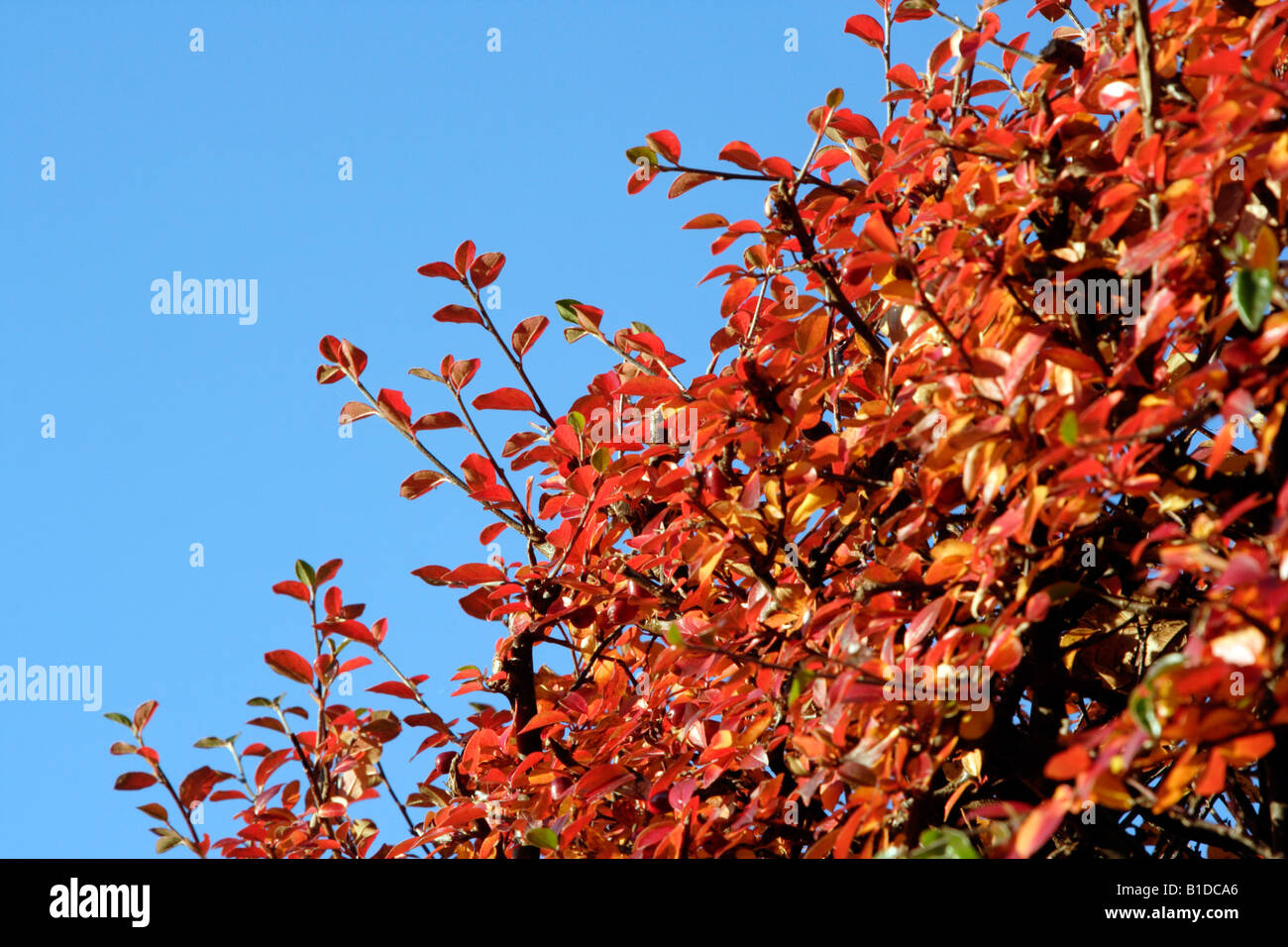 Herbstfärbung Stockfoto