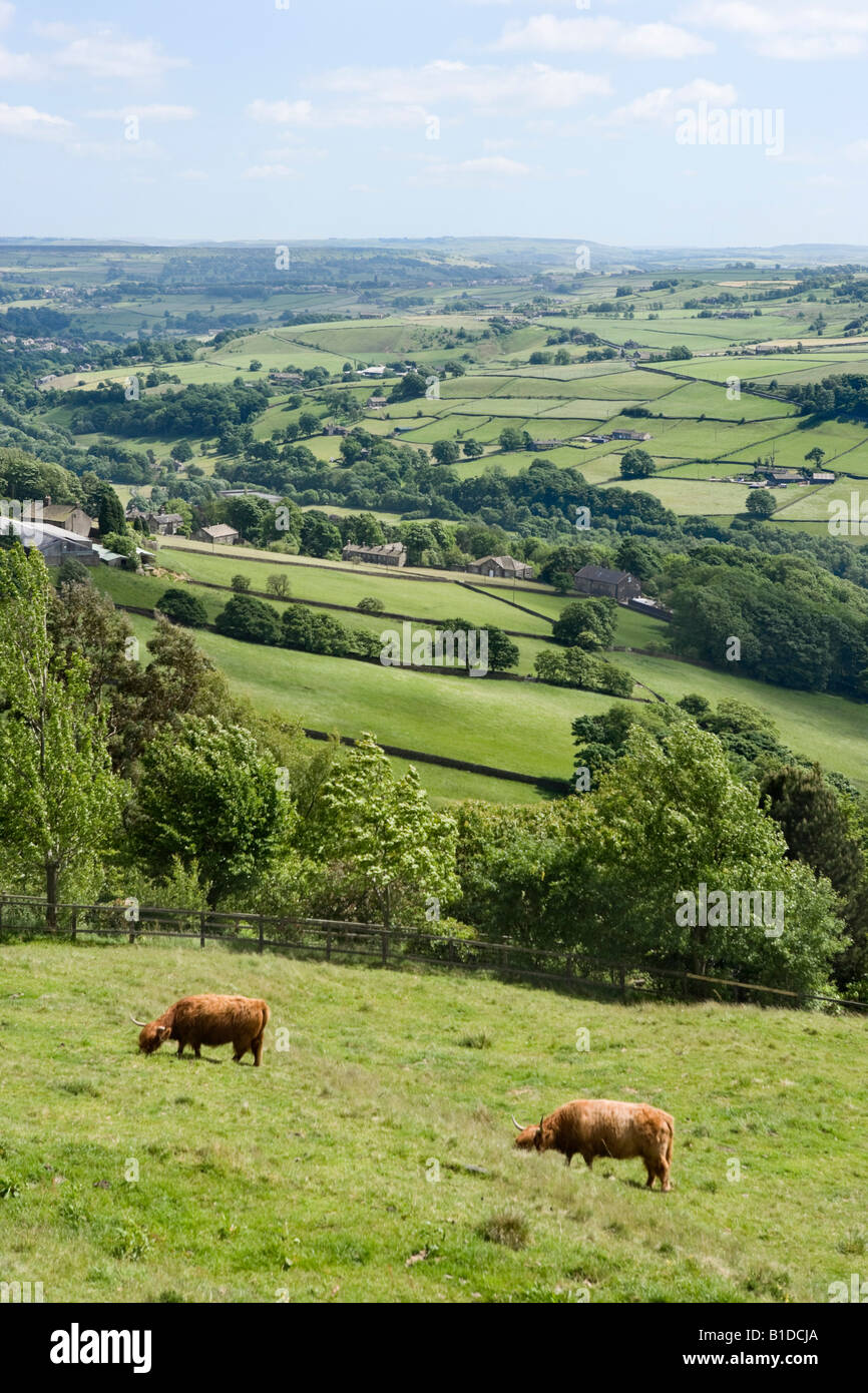 Highland Cattle auf dem Lande in der Nähe von Midgely über Hebden Bridge und Mytholmroyd, West Yorkshire, England, Vereinigtes Königreich Stockfoto