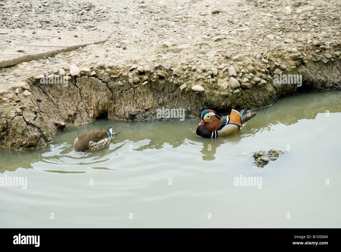 Mandarin Ente Stockfoto