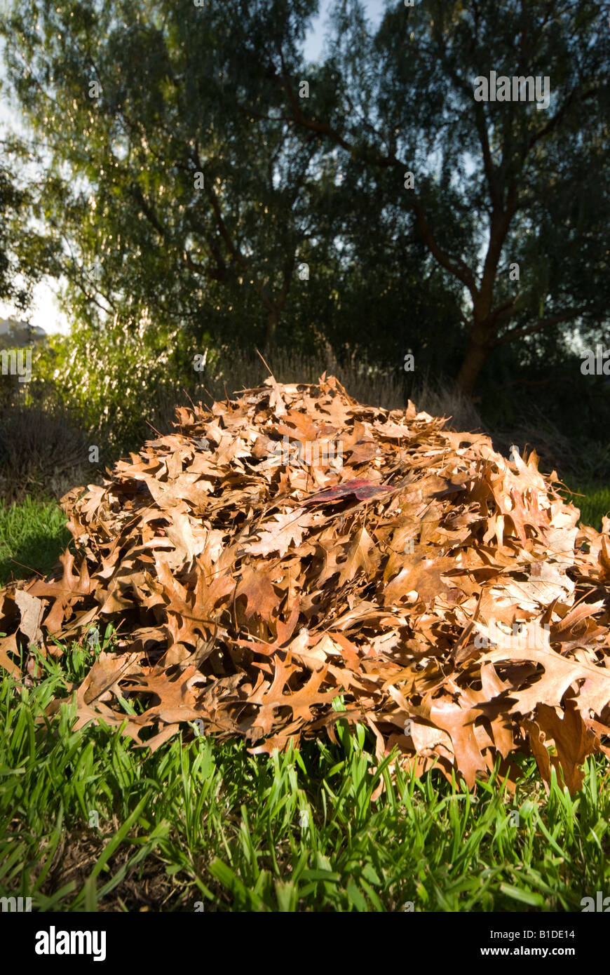 Ein Haufen von Herbst Blätter Stockfoto