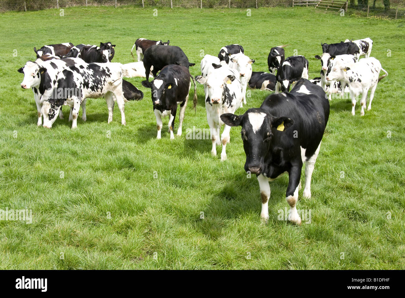 Friesische Kühe Hampshire England Stockfoto