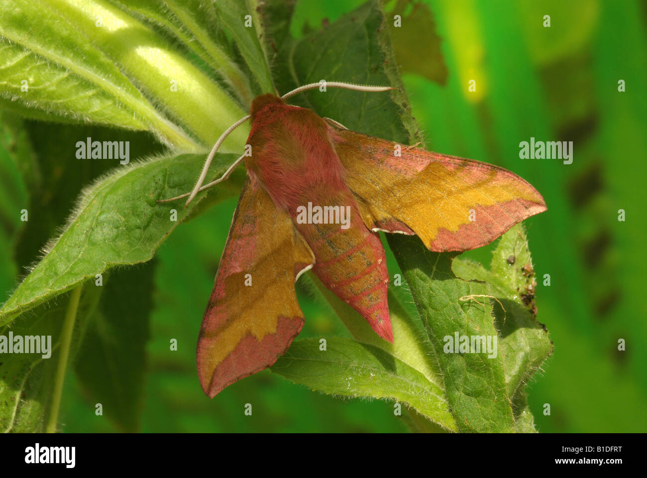 Kleiner Elefant Hawk Moth (Deilophila Porcellus) Stockfoto