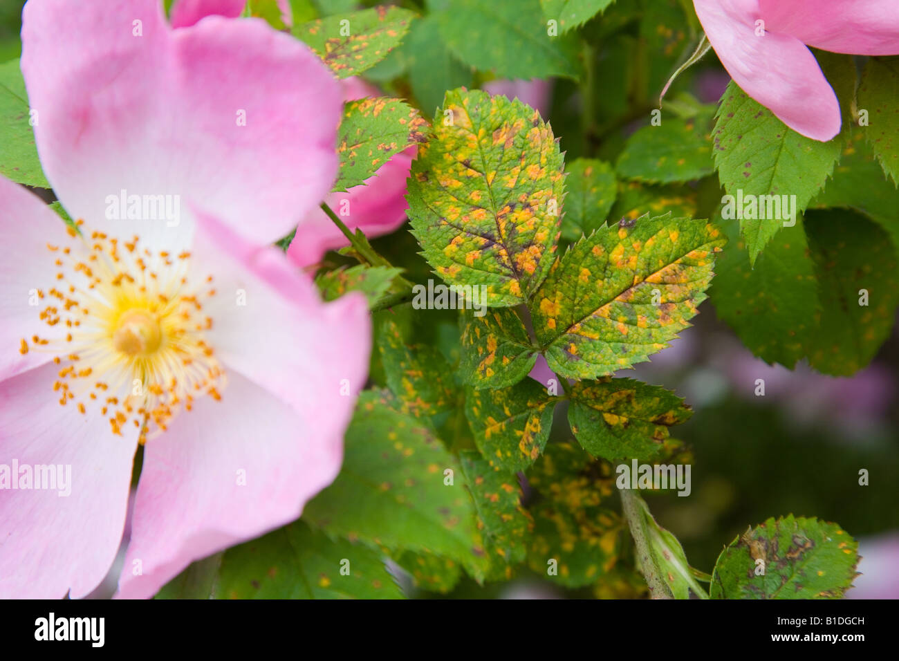 Rose rust on -Fotos und -Bildmaterial in hoher Auflösung – Alamy