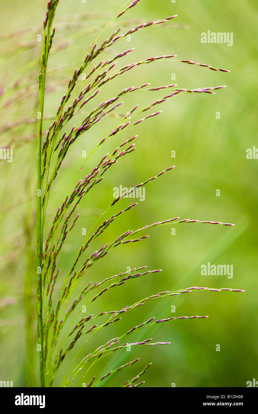 Abstrakte Kunst Bild von Gräsern mit Samen gegen einen natürlichen grünen Hintergrund Stockfoto