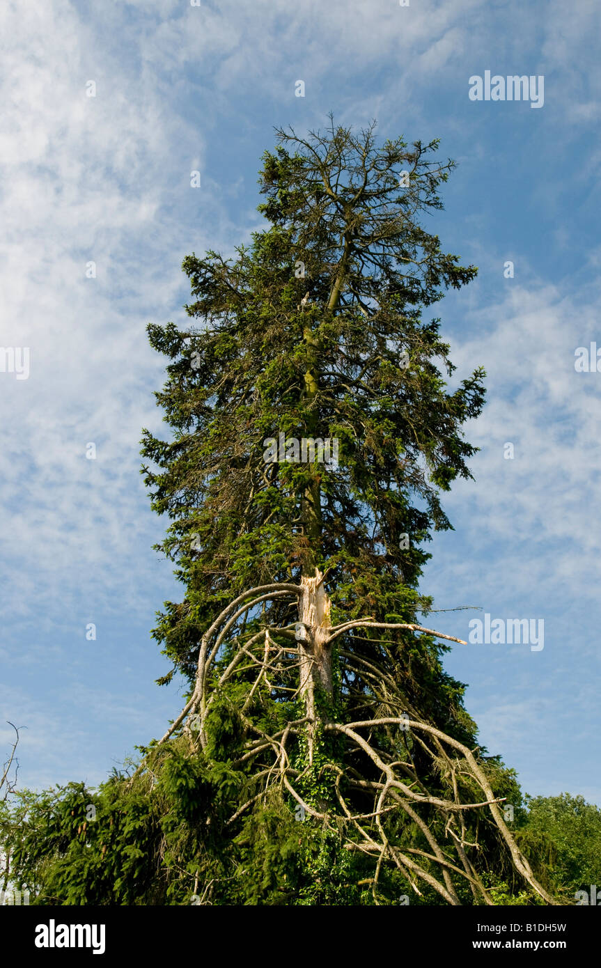 Sturm beschädigt Kiefer, Indre, Frankreich. Stockfoto
