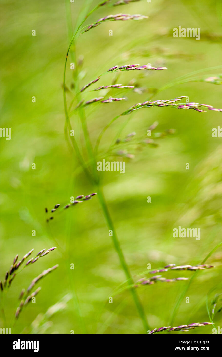 Abstrakte Kunst Bild von Gräsern mit Samen gegen einen natürlichen grünen Hintergrund. Stockfoto