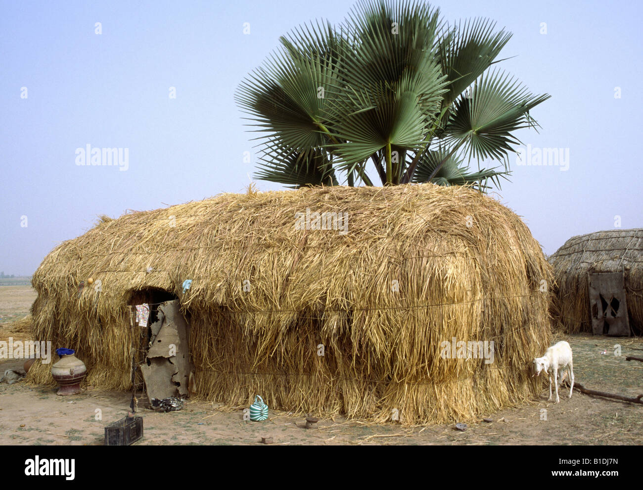 Grass-Haus in einem Touareg-Lager am Ufer des Flusses Niger in Mopti, Mali Stockfoto