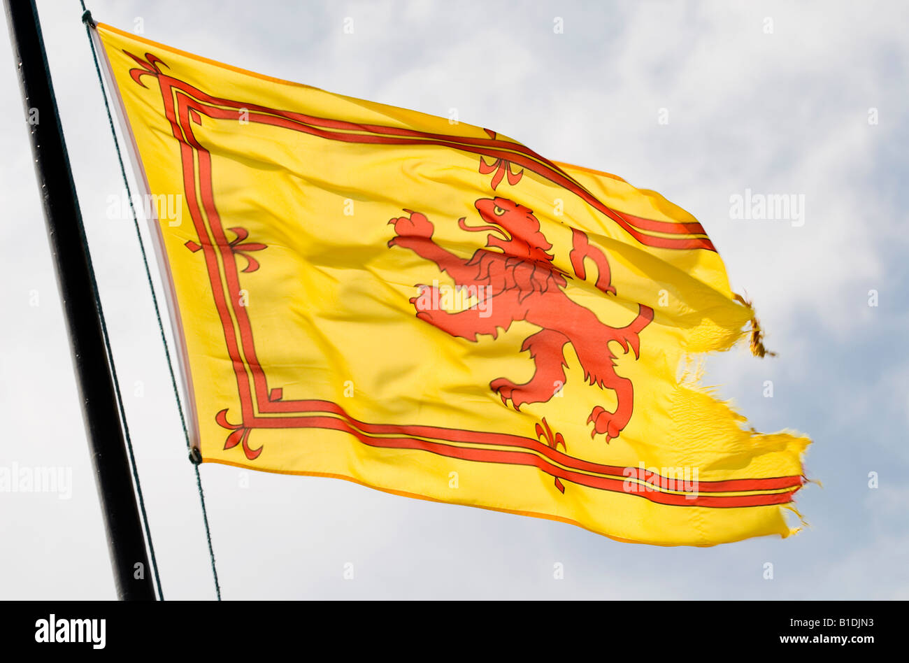 Eine schottische Lion Rampant Fahne weht im Wind. Die Flagge repräsentiert die Länder königliches Erbe. Stockfoto