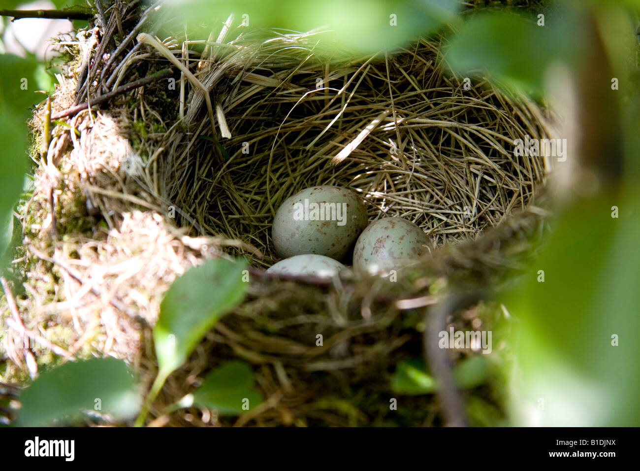 Misteldrossel Soor Nest Eiern Turdus viscivorus Stockfoto