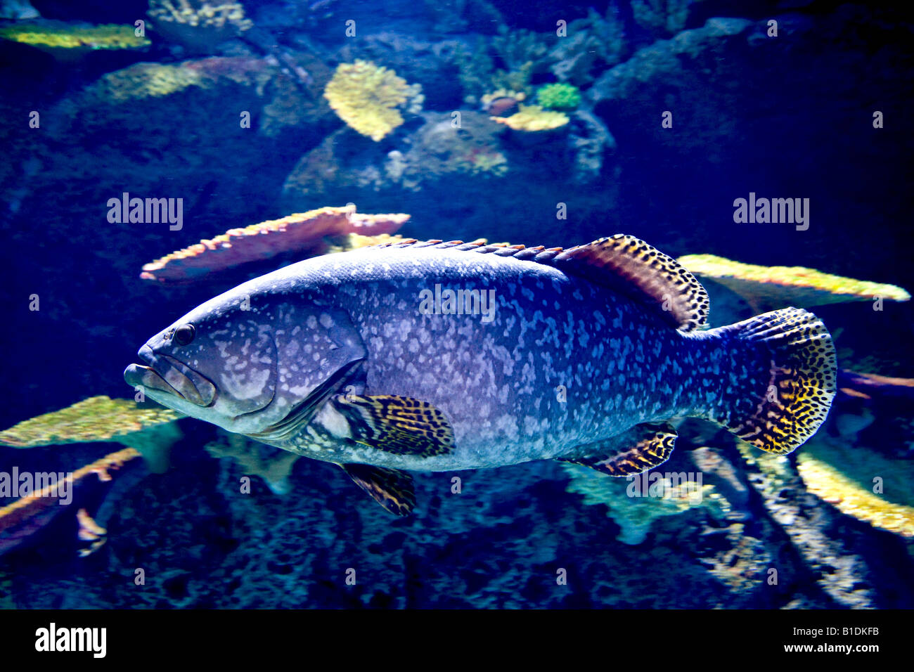 Salzwasser Fische gesichtet Stockfoto