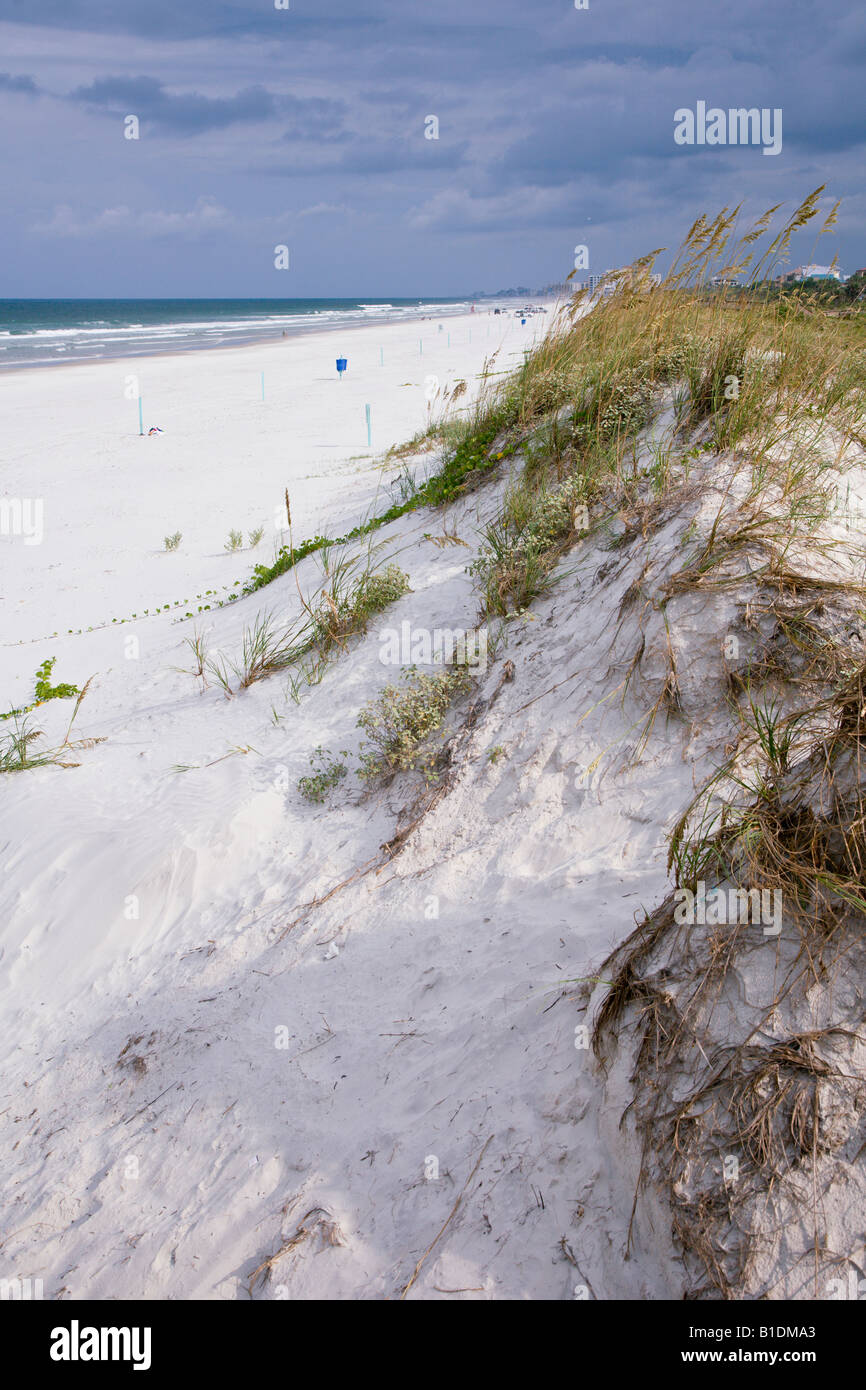 Sehafer Rasen gepflanzt zum Schutz gegen Erosion der Sanddünen am Strand von New Smyrna Beach, Florida Stockfoto