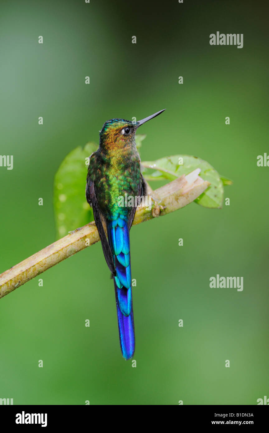 Violett-tailed Sylph Kolibri Aglaiocercus Coelestis männlich thront Mindo Ecuador Anden Südamerikas Januar 2008 Stockfoto