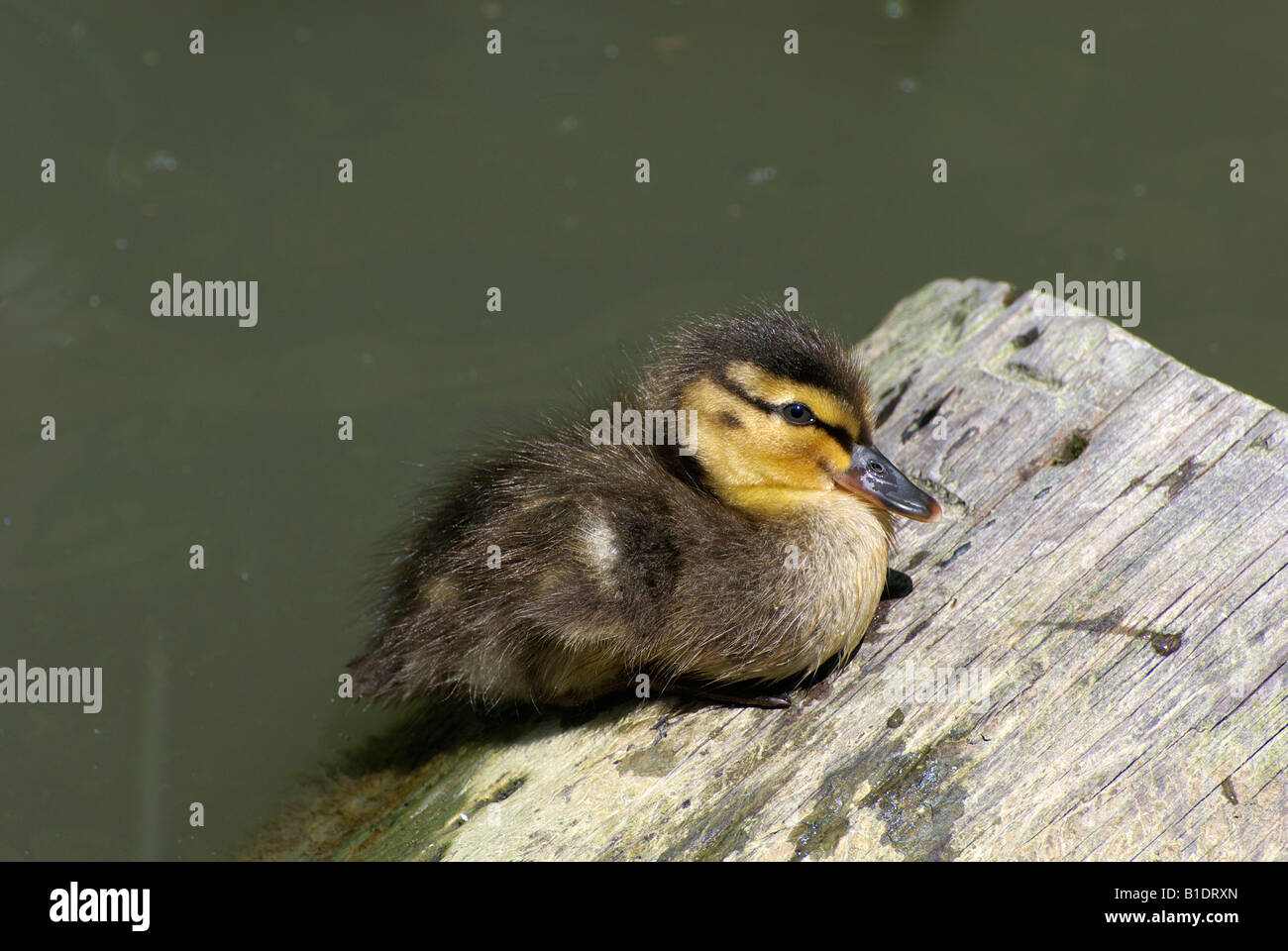 Stockente Entlein sitzen auf einem Baumstamm [Anas Platyrhynchos] Stockfoto