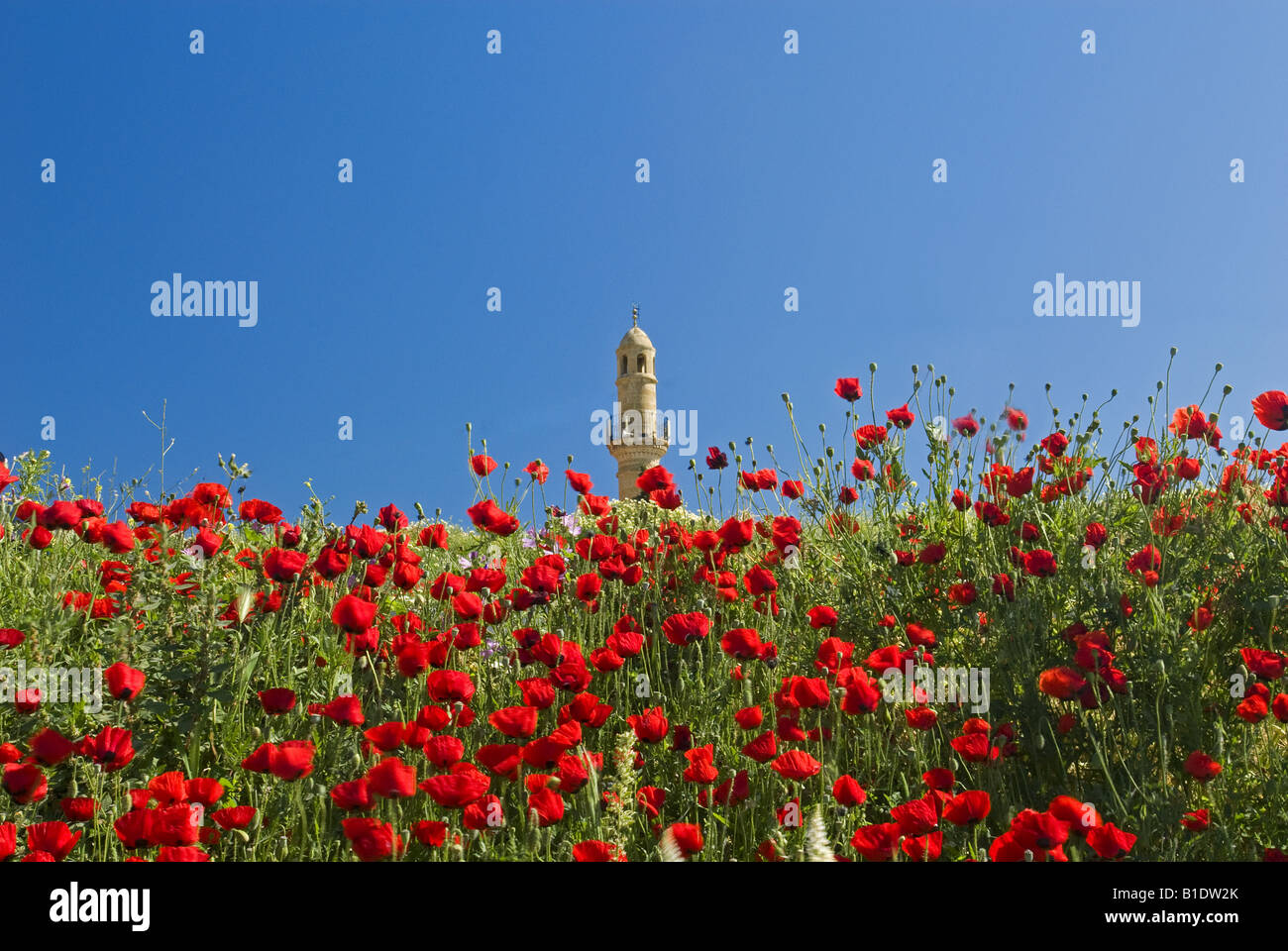 Mohn und historische Minarett von Seldschuken Foca Izmir Stockfoto