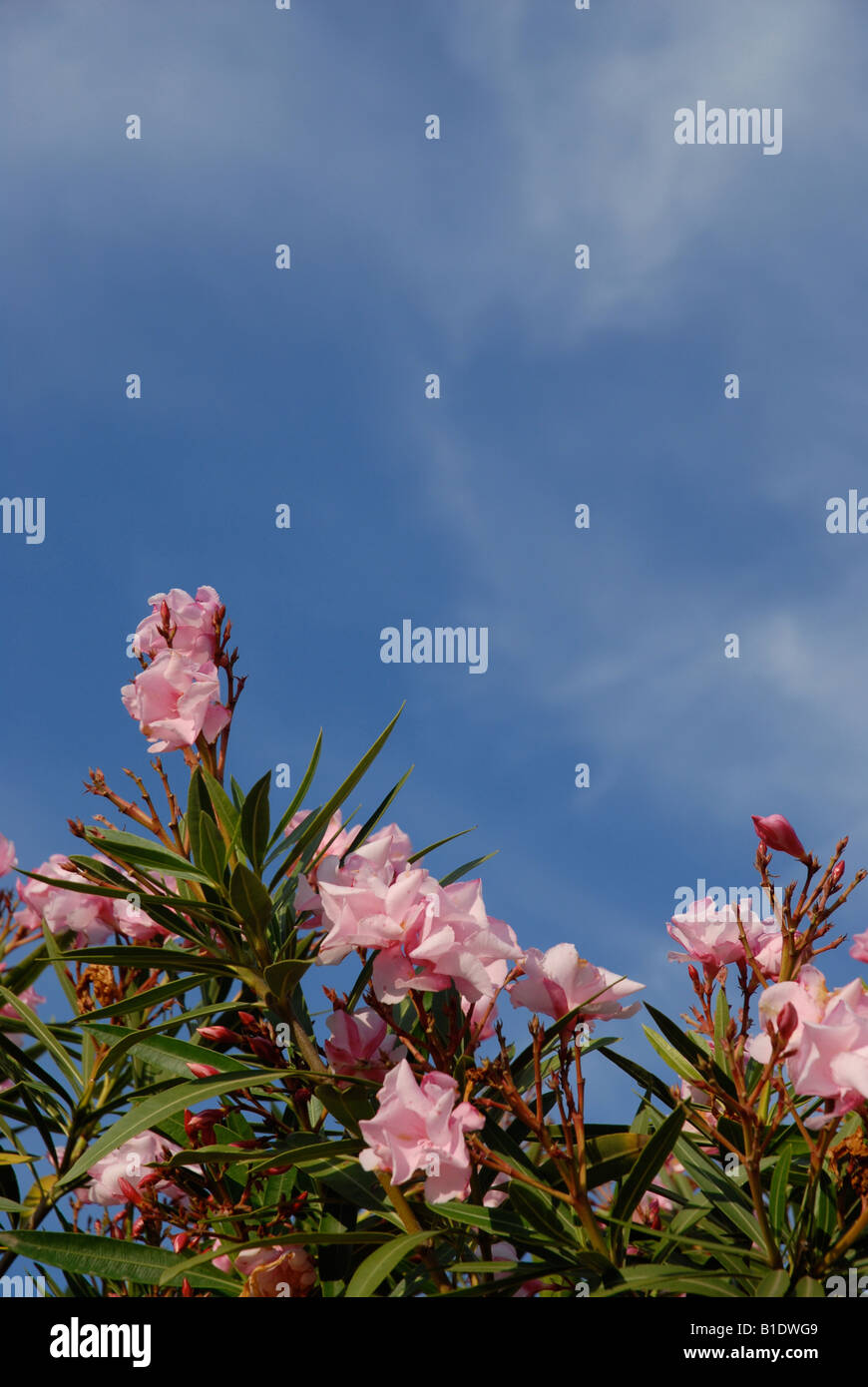 Nerium Oleander, Javea, Alicante Provinz, Comunidad Valenciana, Spanien Stockfoto