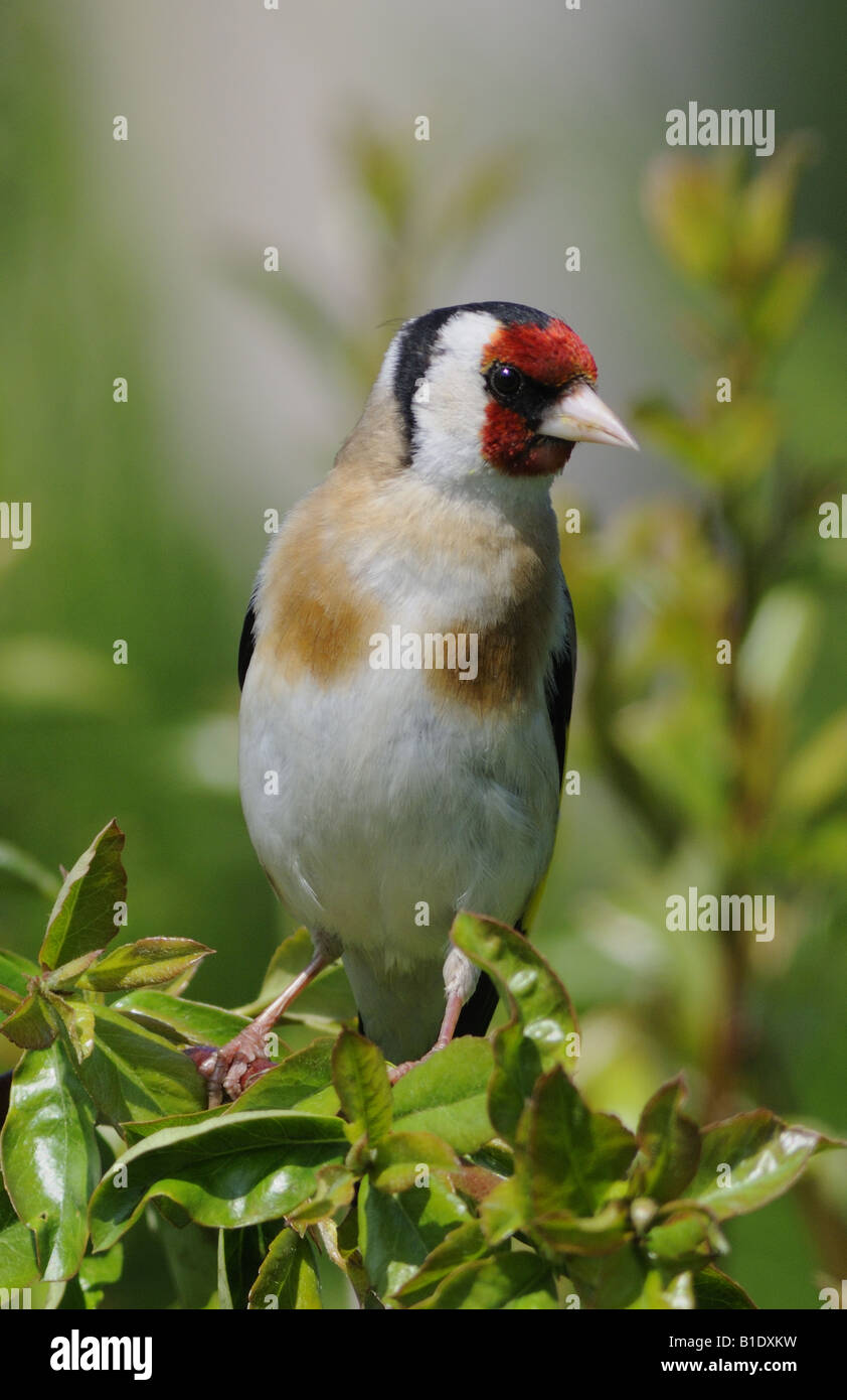 Dies ist Stieglitz Zuchtjahr Zuchtjahr ein bunter UK ansässigen Garten Vogel Stockfoto