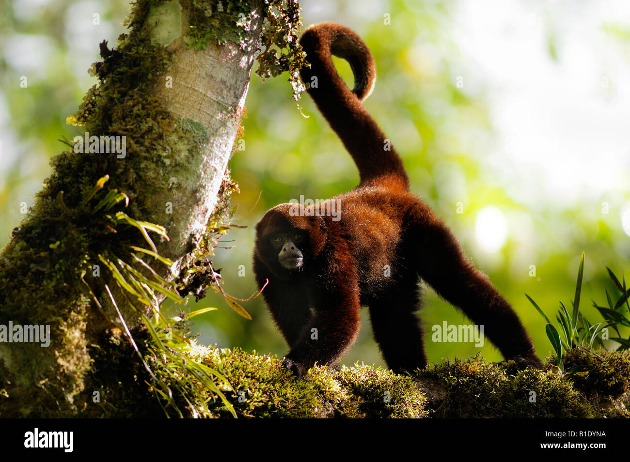 Gelb-tailed Woolly Monkey, Oreonax Flavicauda, Alto Mayo, Amazonas, Peru Stockfoto