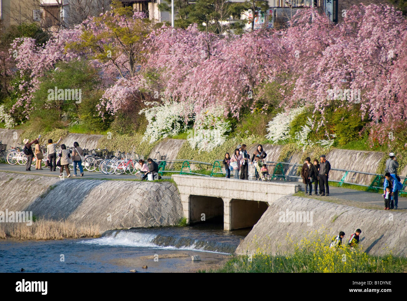 Frühling in Kyoto, Japan. Menschen gehen unter der Kirschblüte am Abend an den Ufern des Fluss Kamo Stockfoto
