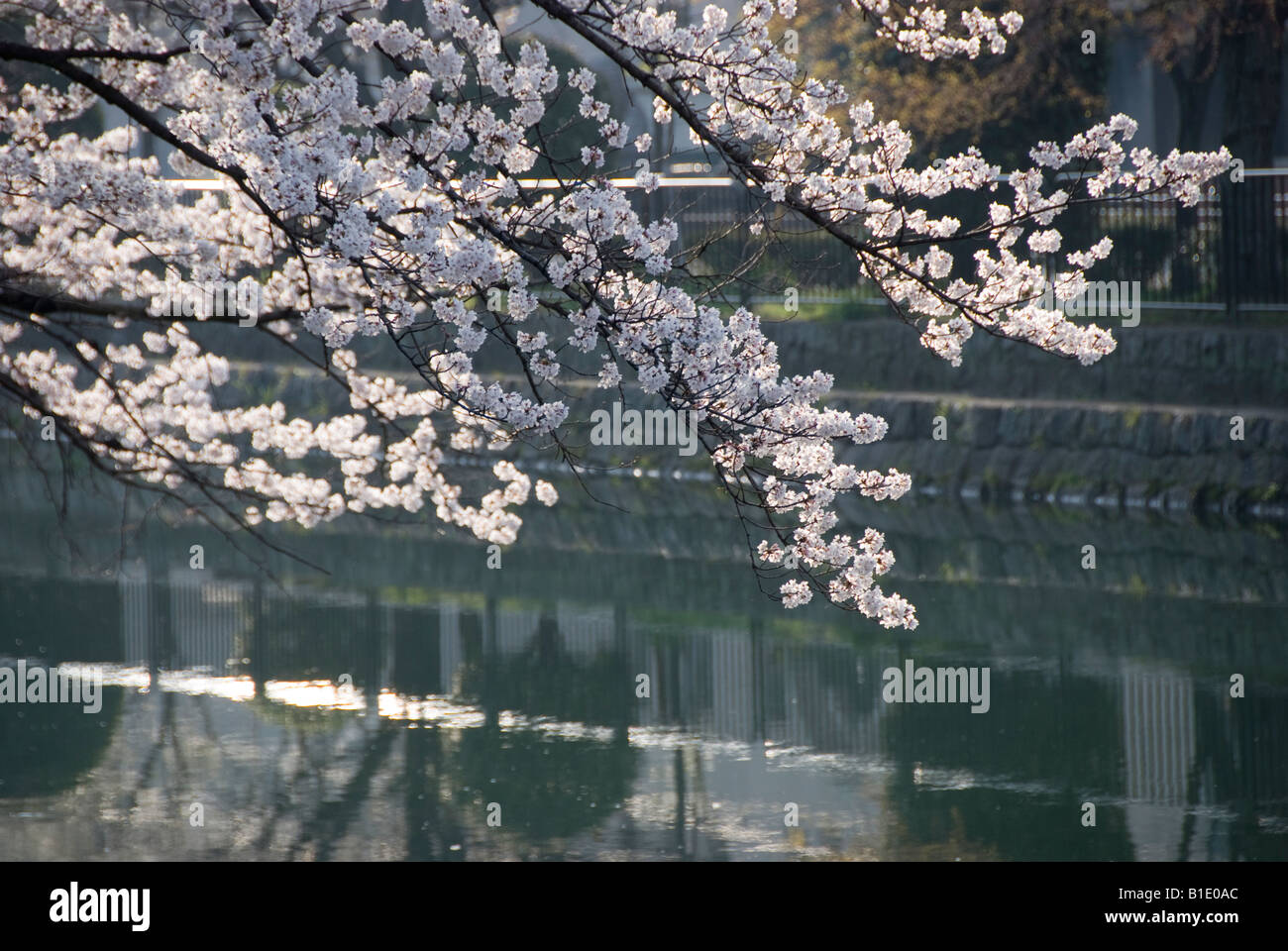 Frühling in Kyoto, Japan. In der Nähe von Okazaki Park in Cherry Blossom Saison Stockfoto