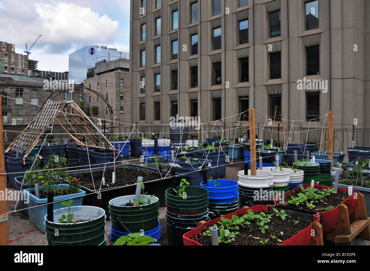 Bio-Gemüsegarten auf dem Dach der Burnside Gebäude McGill University Montreal Stockfoto