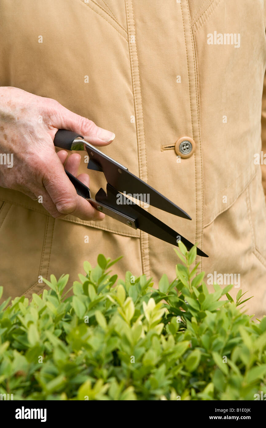 Alte Frau clipping ^ Box-Hecke (Buxus Sempervirens), UK. Stockfoto