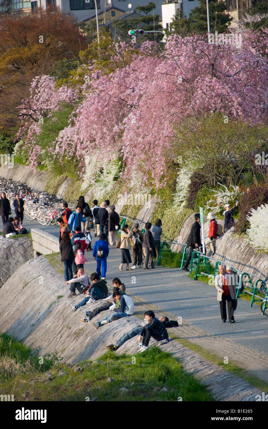 Frühling in Kyoto, Japan. Menschen gehen unter der Kirschblüte am Abend an den Ufern des Fluss Kamo Stockfoto