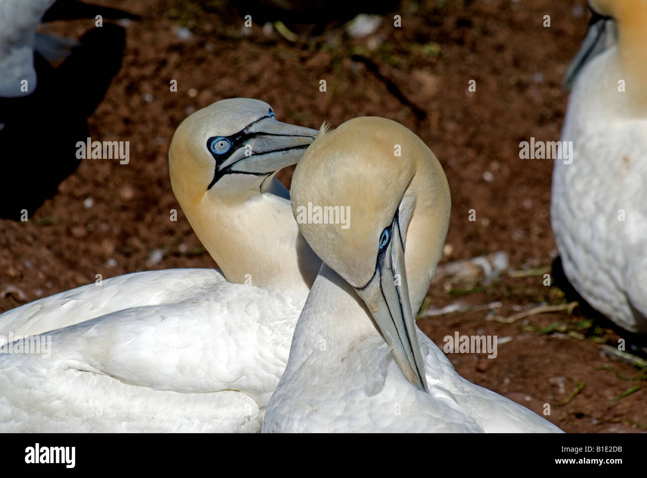 Tölpelkolonie Bonaventure Island Perce Quebec Kanada Stockfoto