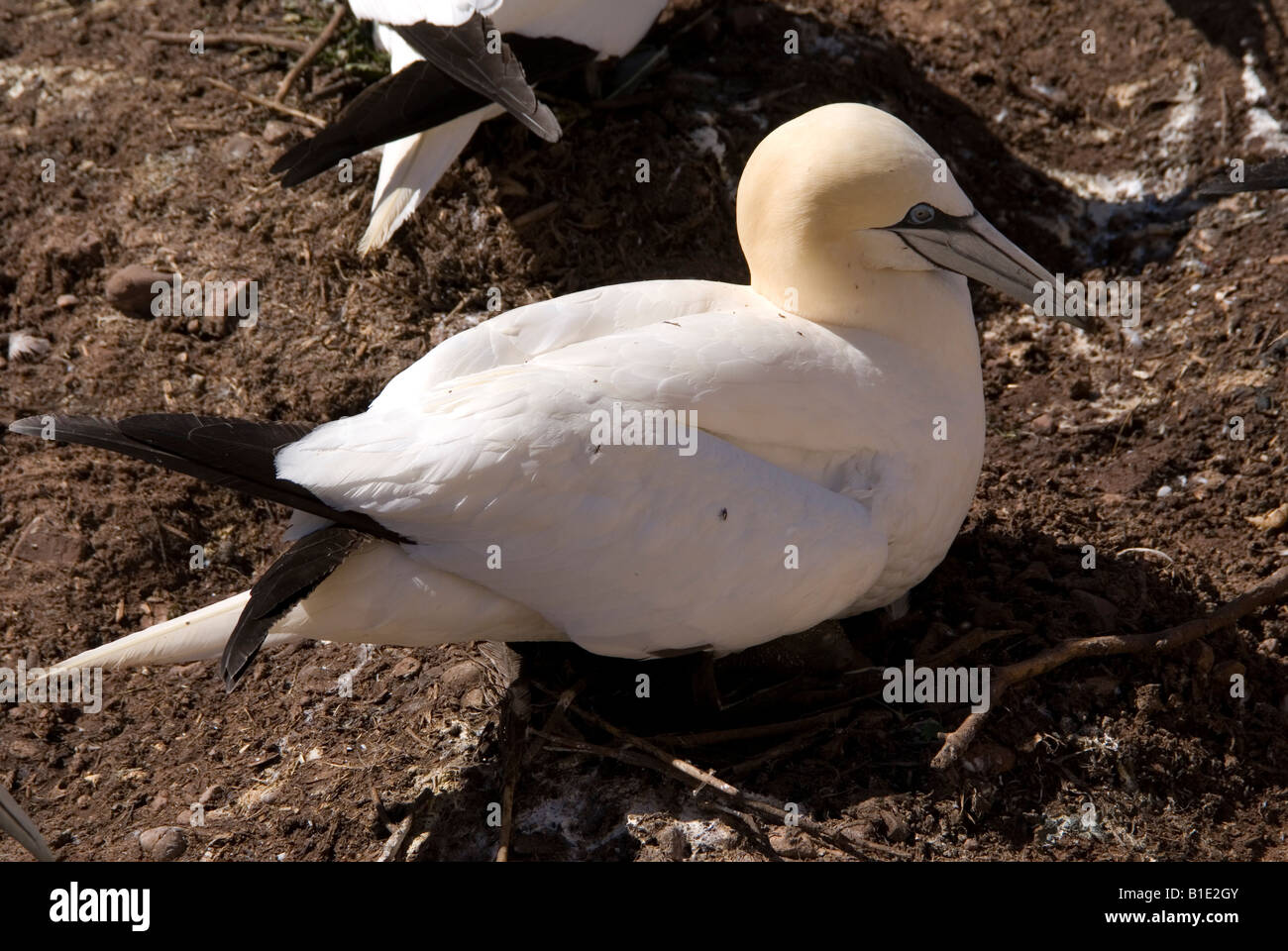Tölpelkolonie Bonaventure Island Perce Quebec Kanada Stockfoto