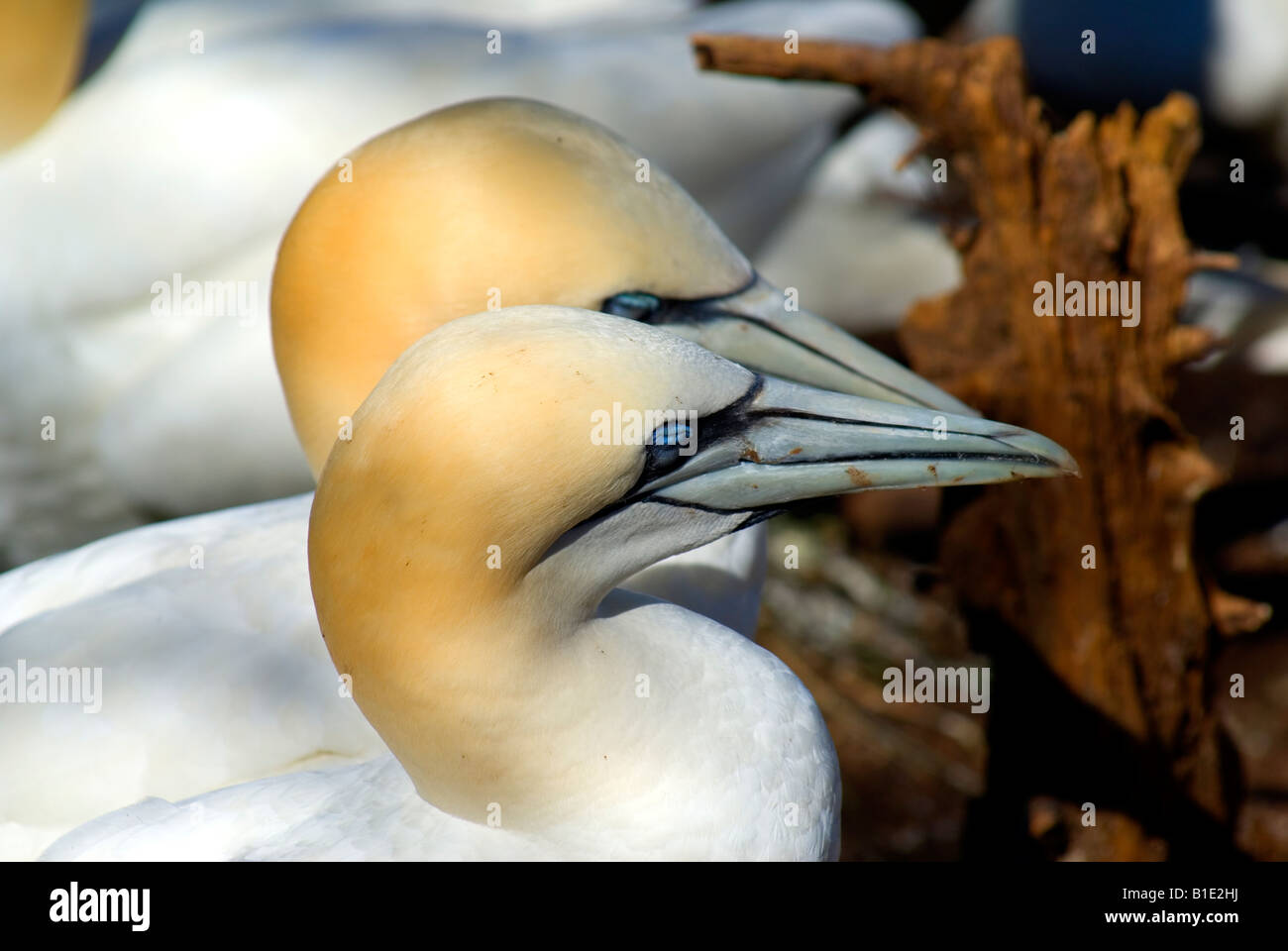 Tölpelkolonie Bonaventure Island Perce Quebec Kanada Stockfoto