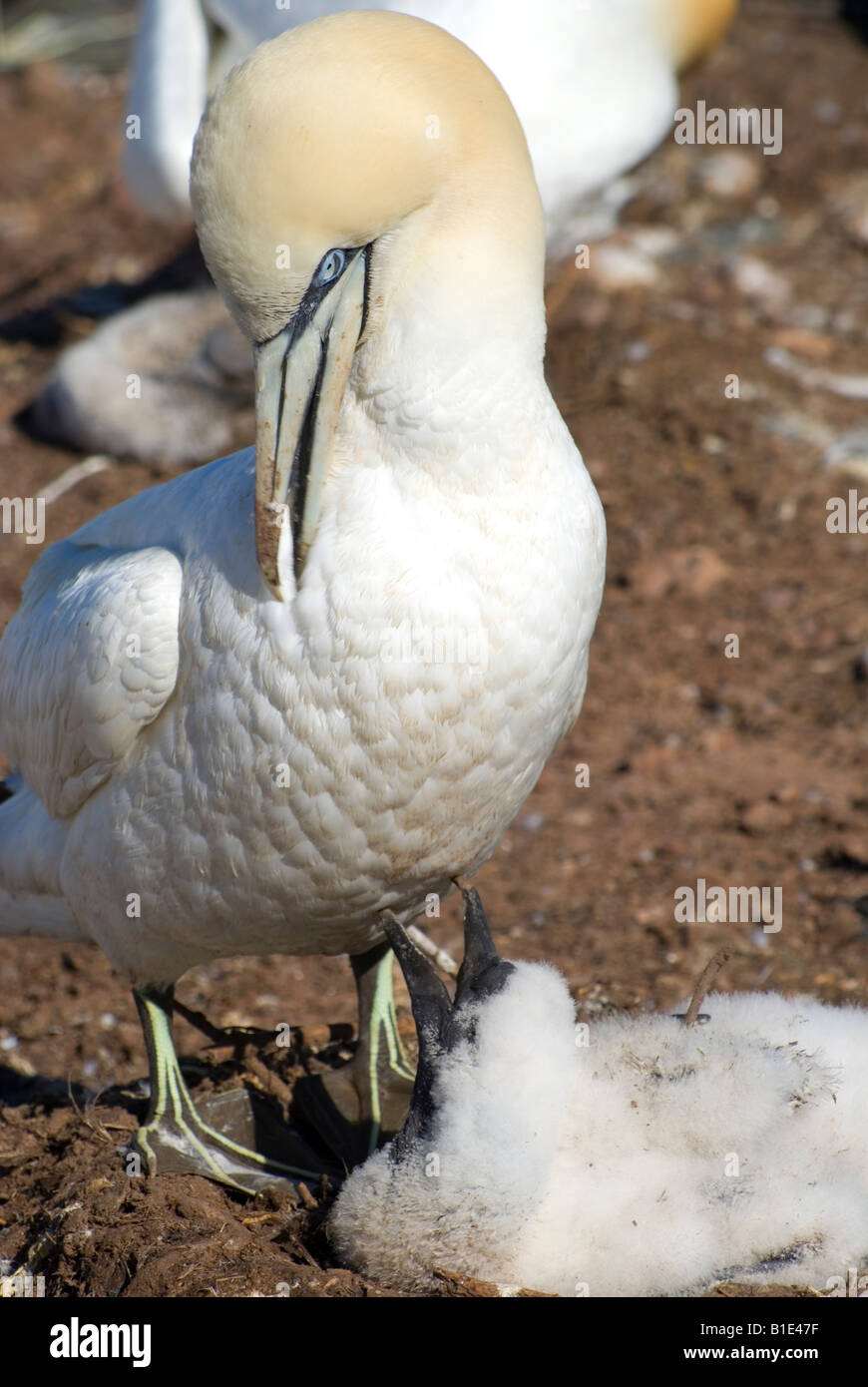 Tölpelkolonie Bonaventure Island Perce Quebec Kanada Stockfoto