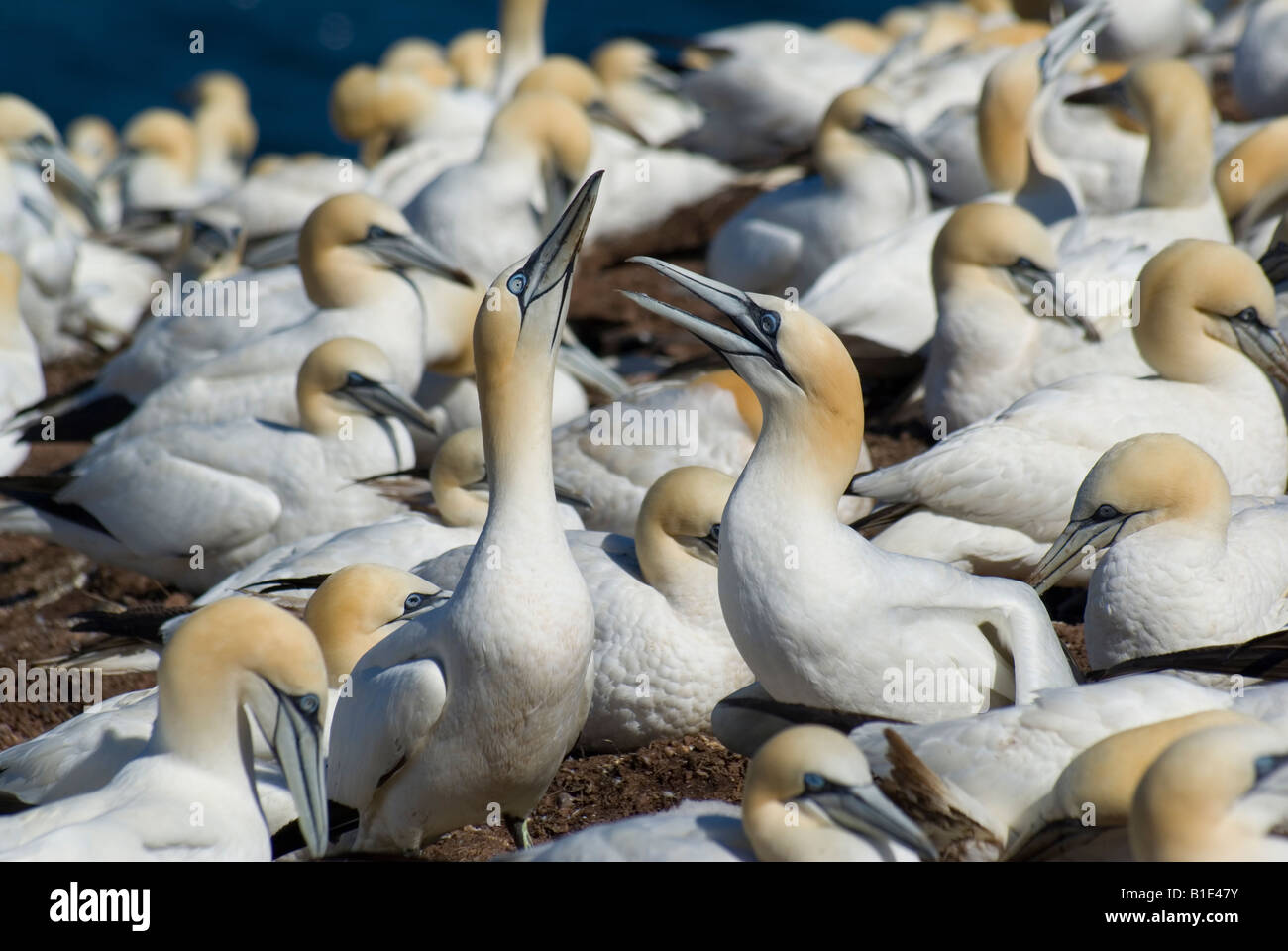 Tölpelkolonie Bonaventure Island Perce Quebec Kanada Stockfoto