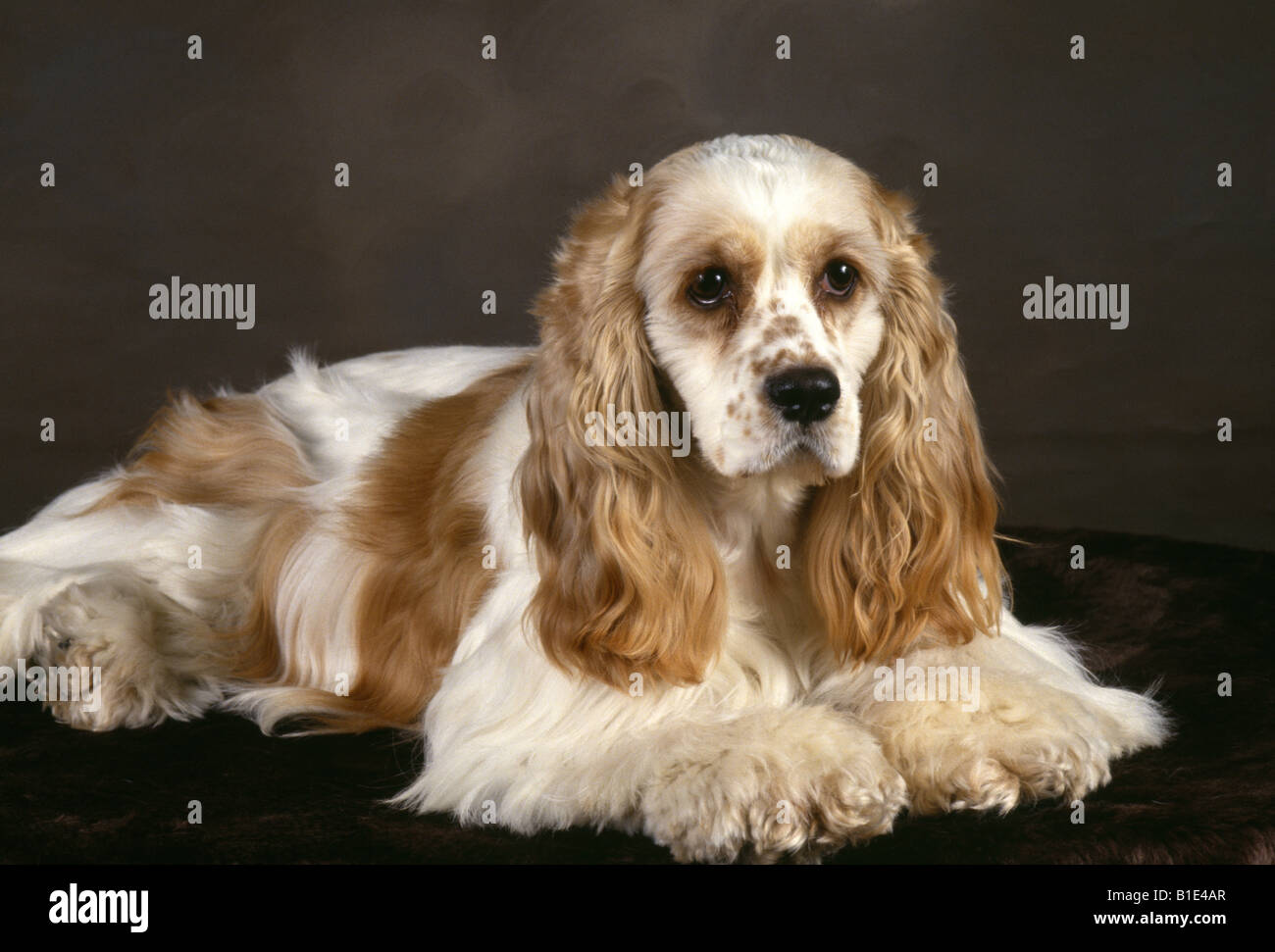 COCKER SPANIEL-STUDIO Stockfoto