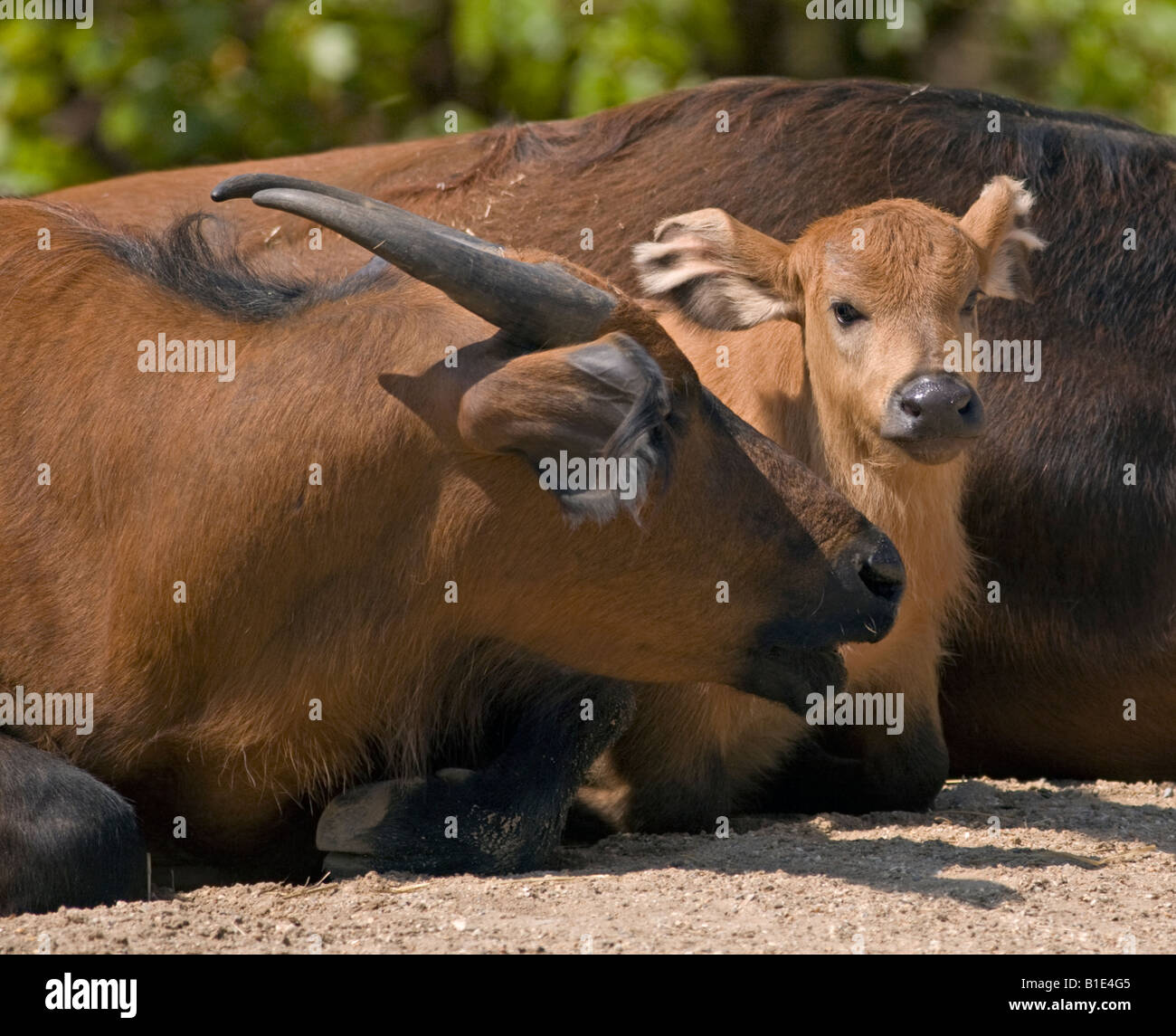 Kongo Buffalo (Syncercus Caffer Nanus) - Mutter und Kalb Stockfoto