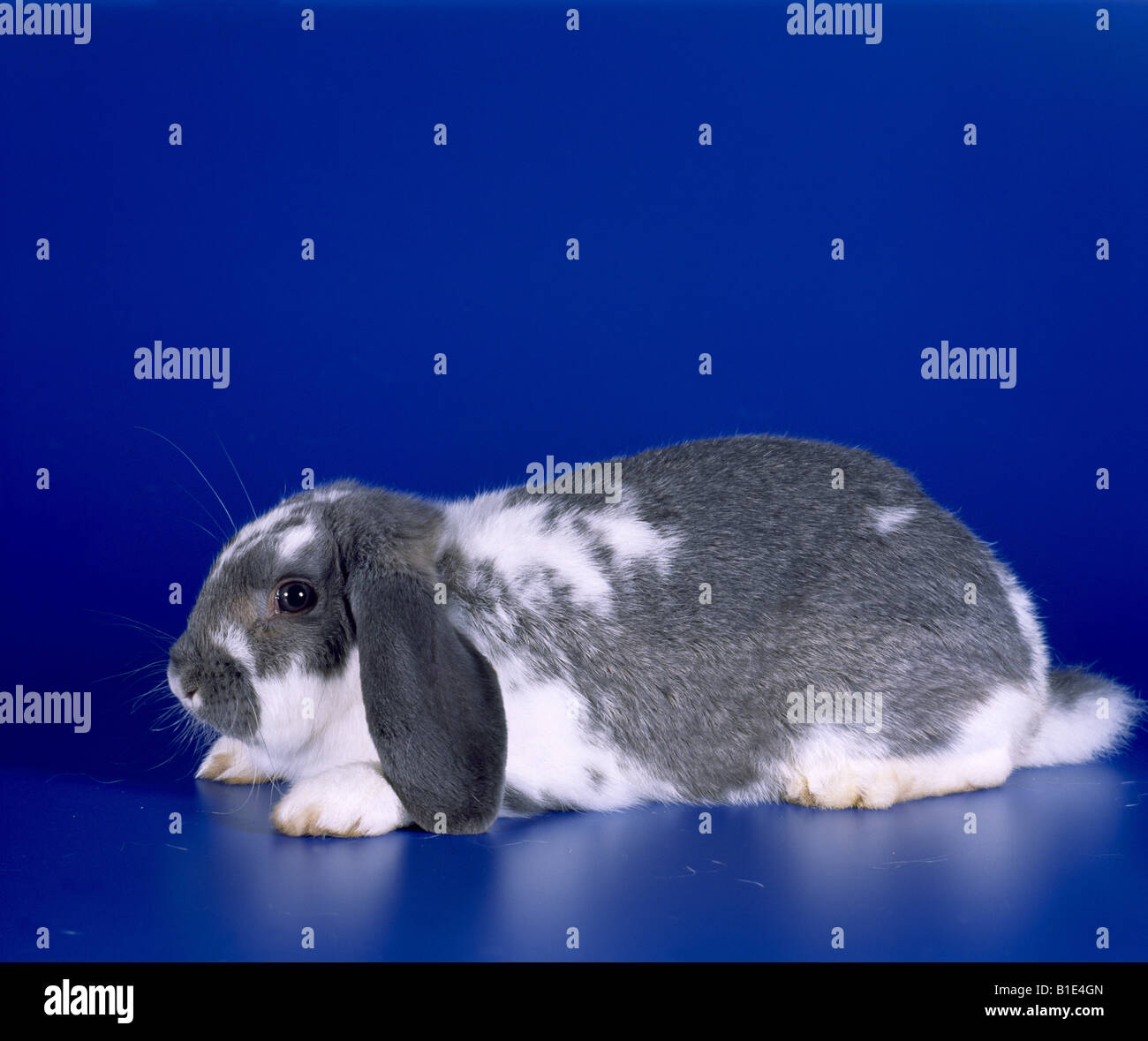 MINI LOP KANINCHEN GEBROCHEN STUDIO Stockfoto