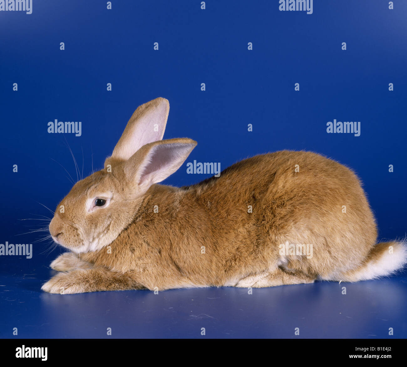 FLÄMISCHE RIESENKANINCHEN Stockfoto