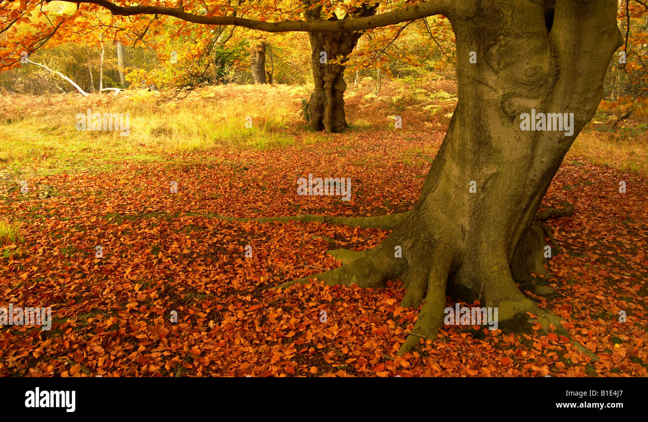 Herbst-Buche im Epping Forest, Großbritannien Stockfoto