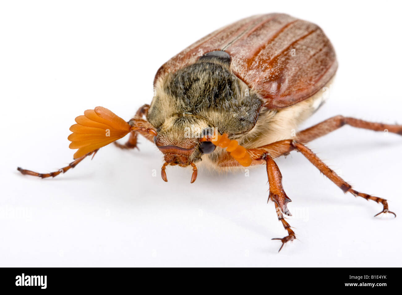 Schönes Exemplar eines Maikäfers Käfers auf weiß Stockfoto