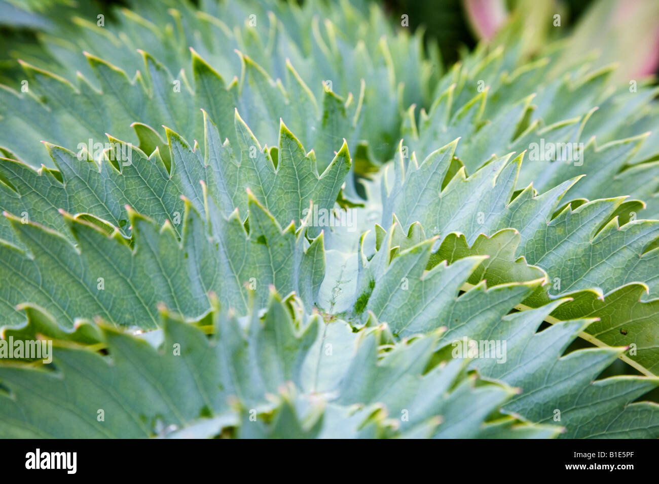 Nahaufnahme von Laub der großen Melianthus Stockfoto
