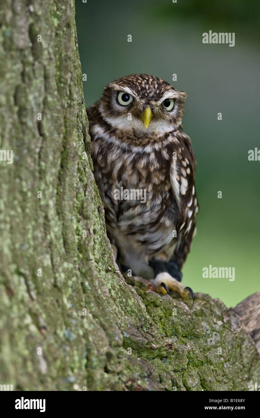 Steinkauz in einer Eiche Stockfoto